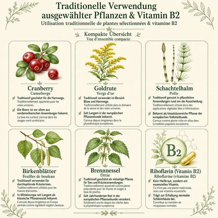 Traditionelle Verwendung der Inhaltsstoffe von Blase essentia