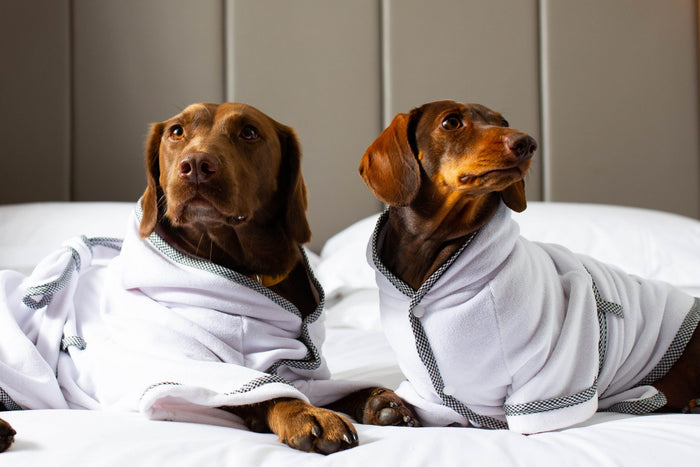Dog dressing gown
