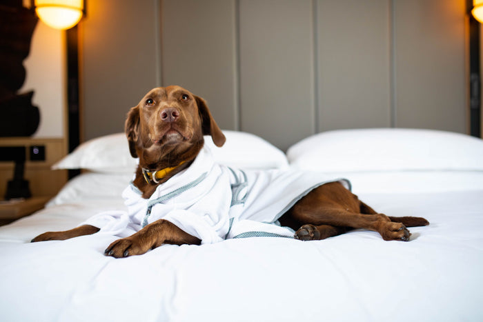 Dog towel robe