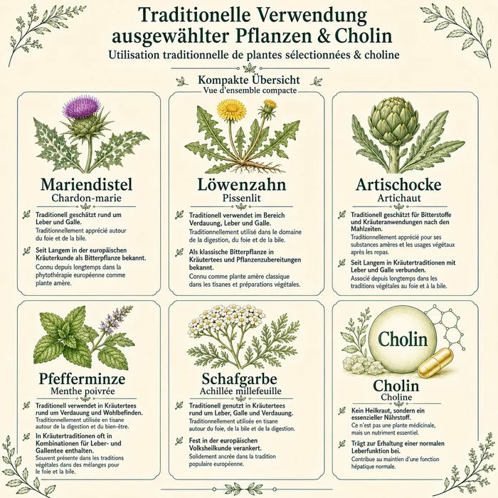 Traditionelle Verwendung der Inhaltsstoffe von Leber essentia