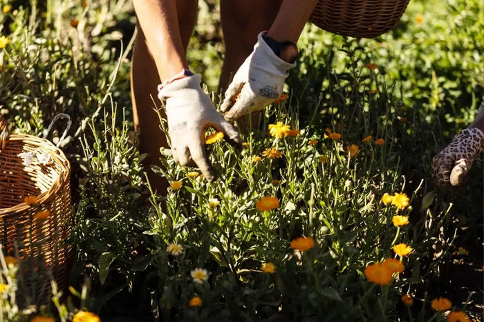 Handernte von Ringelblumen – Bio-Kräuter von Raselli im Valposchiavo