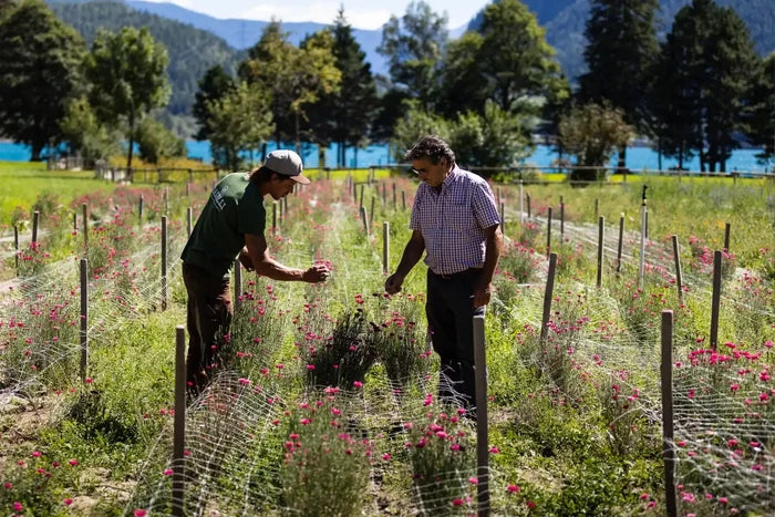 Kräuteranbau im Valposchiavo – Raselli kontrolliert die Pflanzen auf dem Bio-Feld