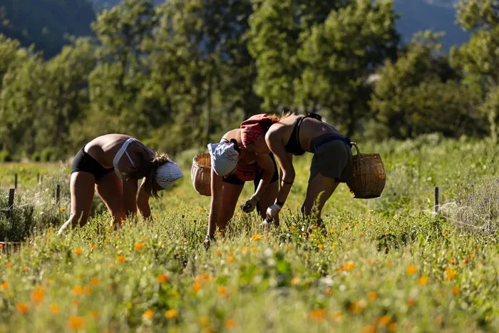 Handernte von Ringelblumen auf dem Bio-Feld von Raselli im Valposchiavo