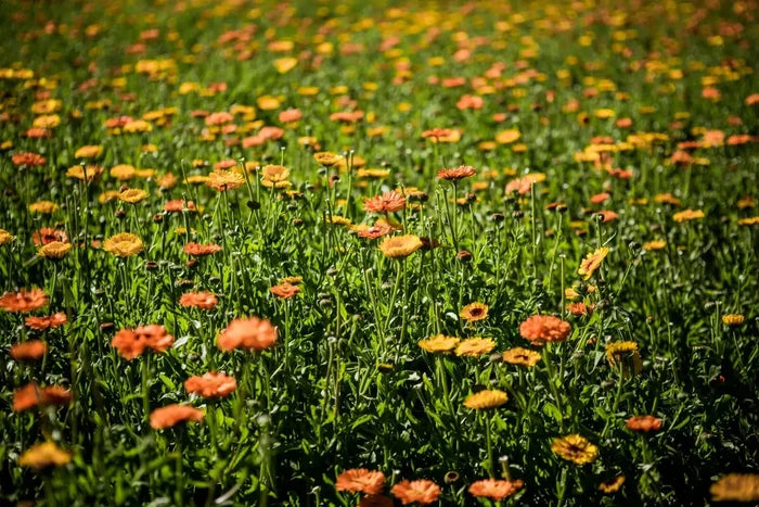Blühendes Ringelblumenfeld auf dem Bio-Betrieb Raselli im Valposchiavo
